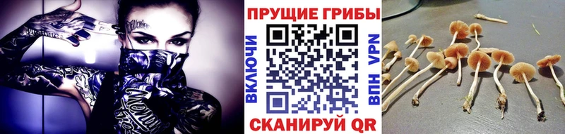 купить наркотики цена  Ачинск  Галлюциногенные грибы Cubensis 